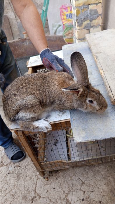 Кролики домашние