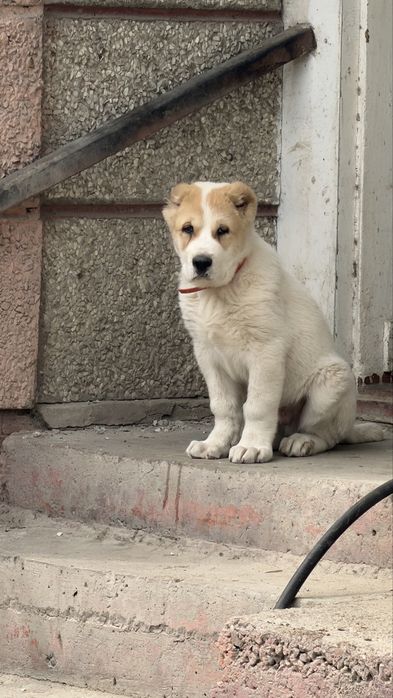 Щеной Алабая Кобель