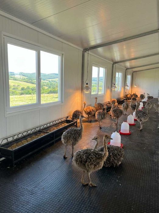 Pui de Struț – 1 lună – Fermă Pocola, Bihor