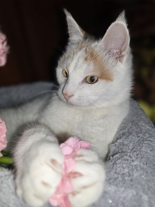 Снежана в поисках дома