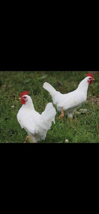 Тухимни  сифатлиги