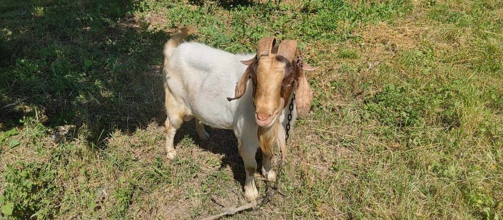Vând țap boer...