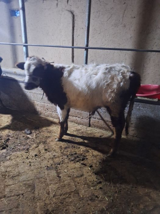 Buqacha sotiladi yep ichishi zor