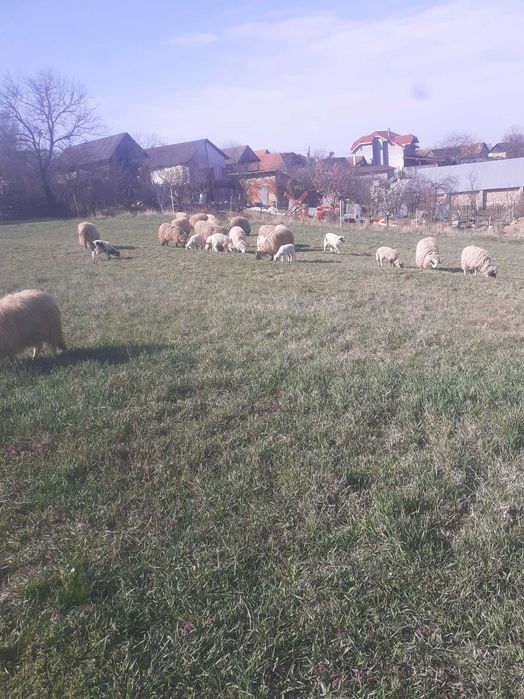 Oi de vanzare turcane cu miei cu tot