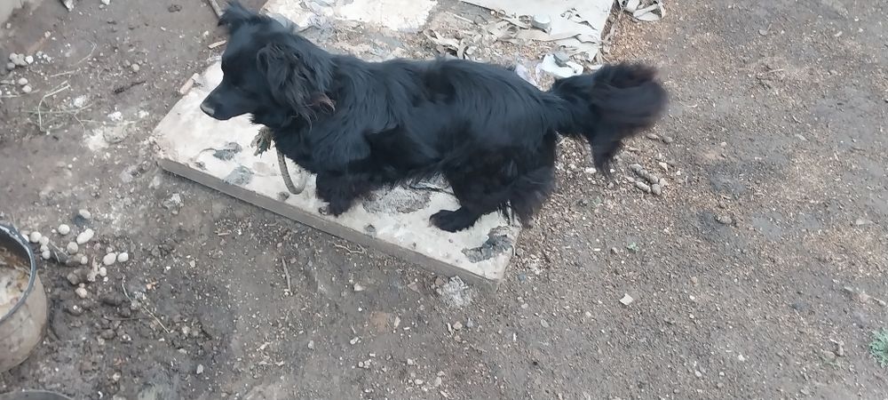 Отдам собачку девочку.