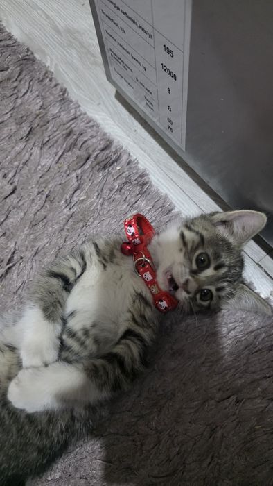 Uy mushugi yangi egasini qidirmoqda