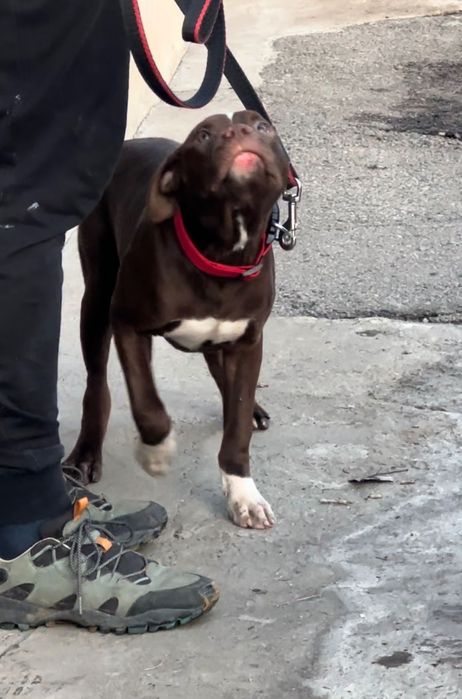 Пит-бультерьер (Red nose)