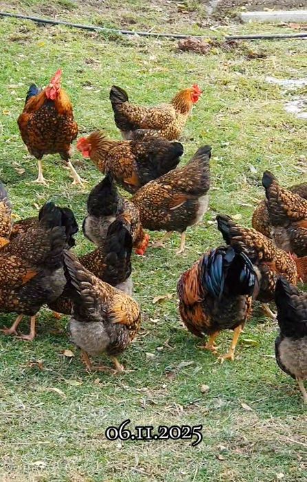 Яйцо Кучин Сицевый