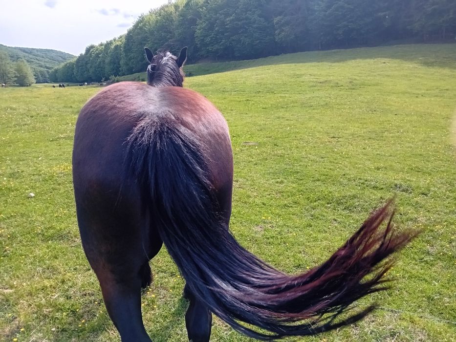Vând iapa in varsta de de 8 ani