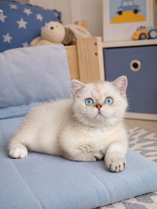 Манчкин коротколапый