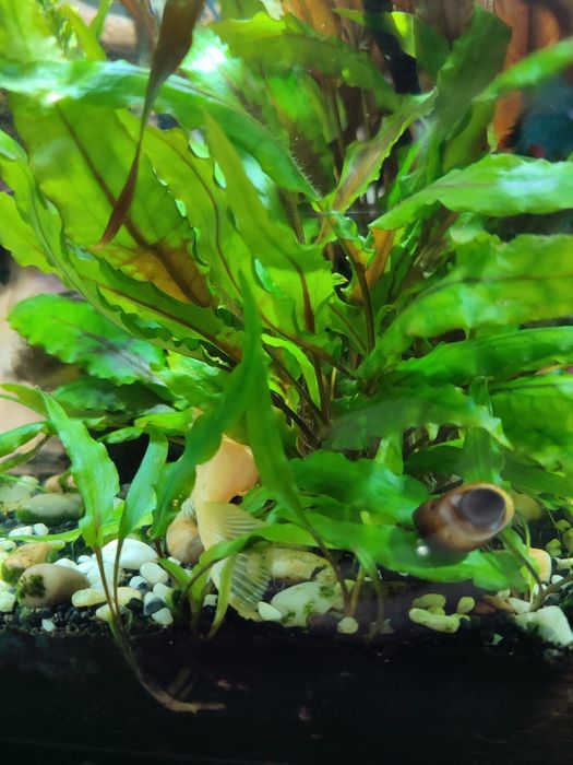 Аквариумные растения " Криптокорина вендта"