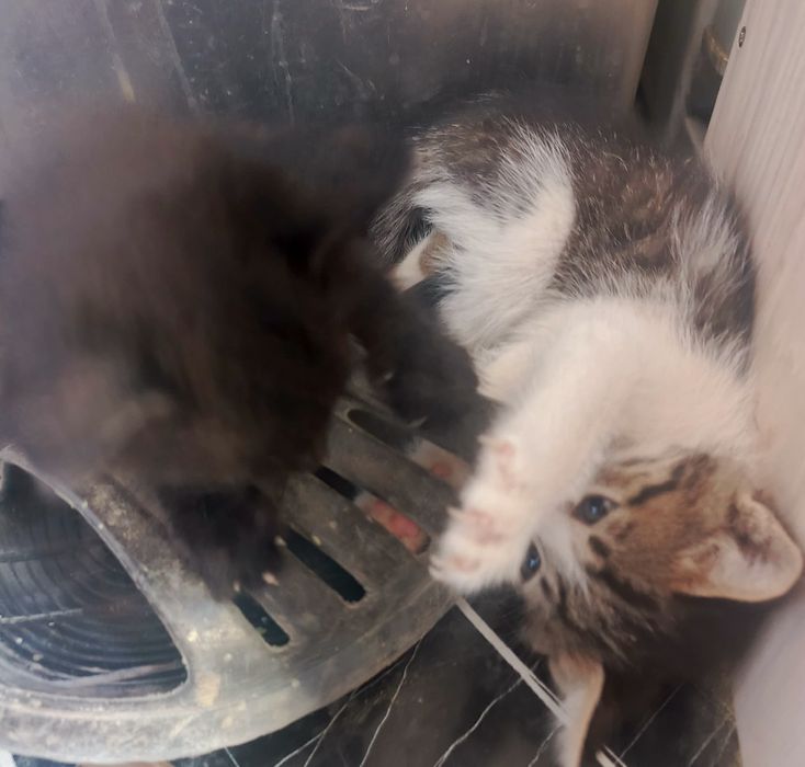 Милые котята. Милые котята