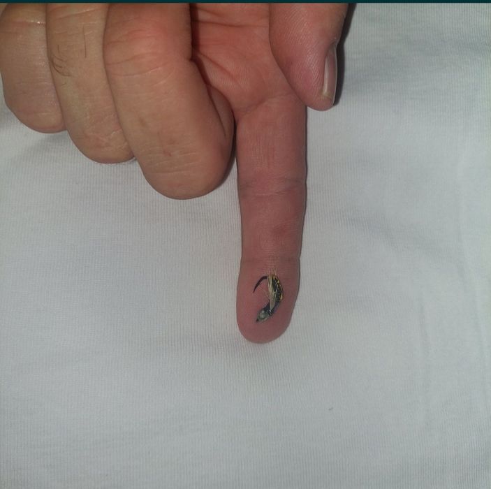 Muște pentru pescuit