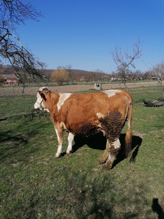 Vând vacă de șapte ani!