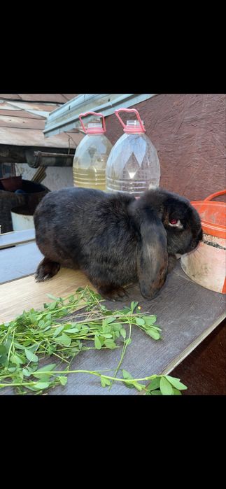 Iepure Berbec German (mascul) negru