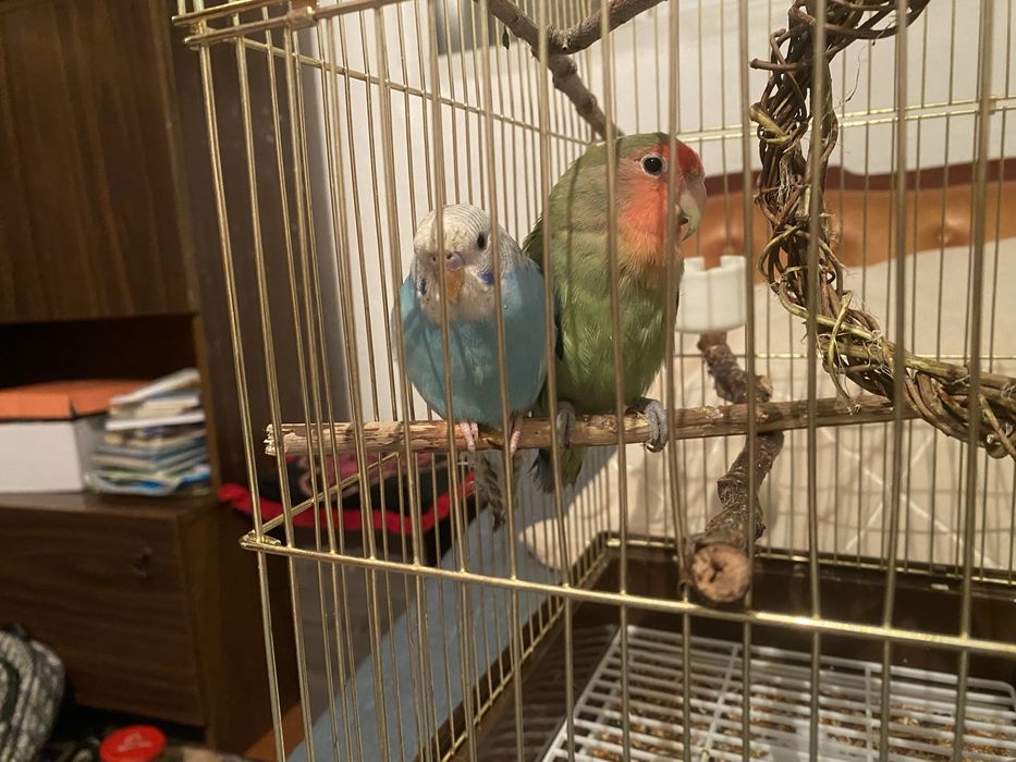 Папугаи волнистый