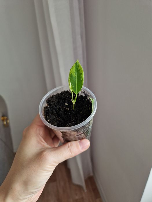 Фикус бенджамина черенки