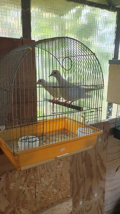 Продавам 2 кускумрийки.От едно люпило.