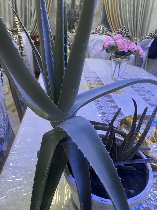 Алоэ вера , есть очень крупные 5 летние