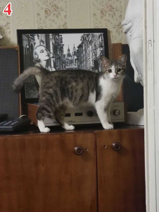 Отдам в хорошие руки