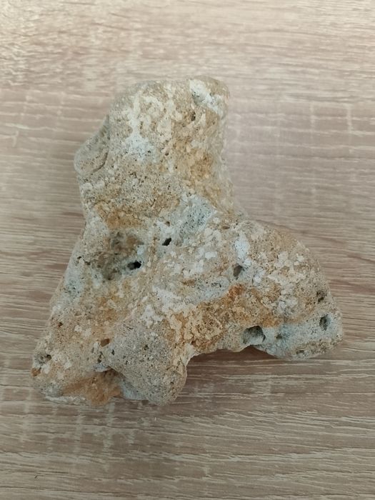 A gray rock (I think its a fossil shell but not sure)