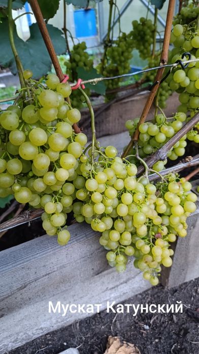 Продам виноград с куста
