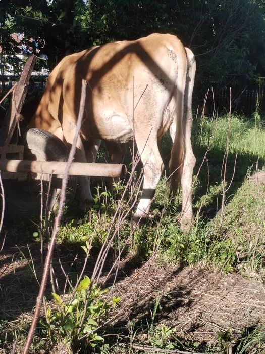 Vaca cu vitea de vanzare