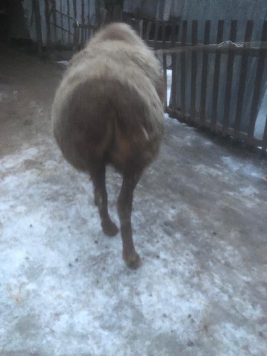 Продам Барана Матка Гисар