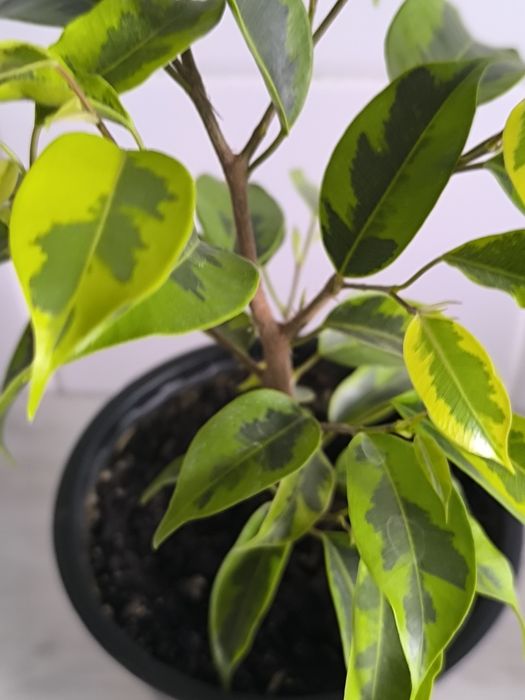 Фикус Бенджаминова