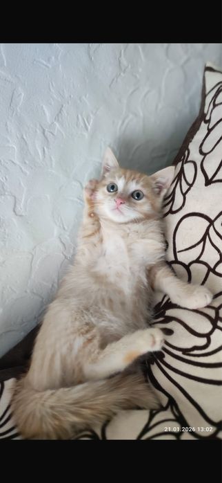 Рыжее солнышко- Мишель!