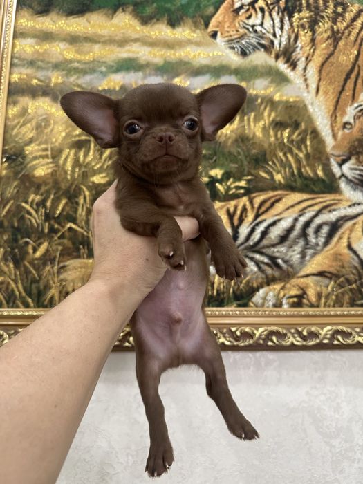 Шоколадные малыши чихуахуа