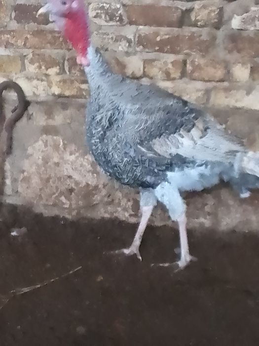 Нар (индюк) курка сотилади