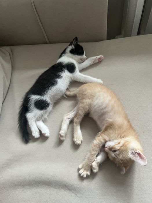 Котята в хорошое руки