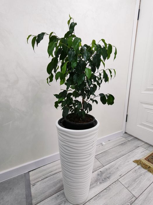 Комнатные цветы, доставка