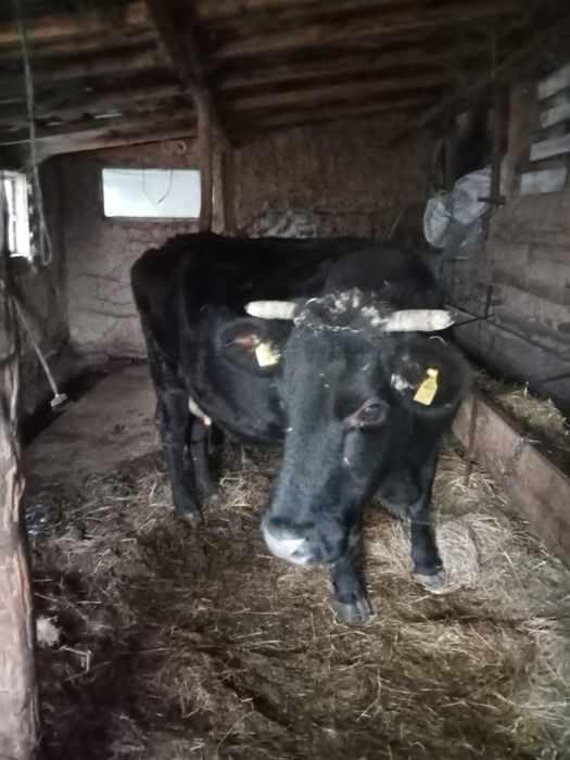 Vacă de vânzare cu vițel în burtă