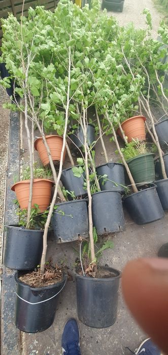 Platan  palmier tuia mesteacăn tei