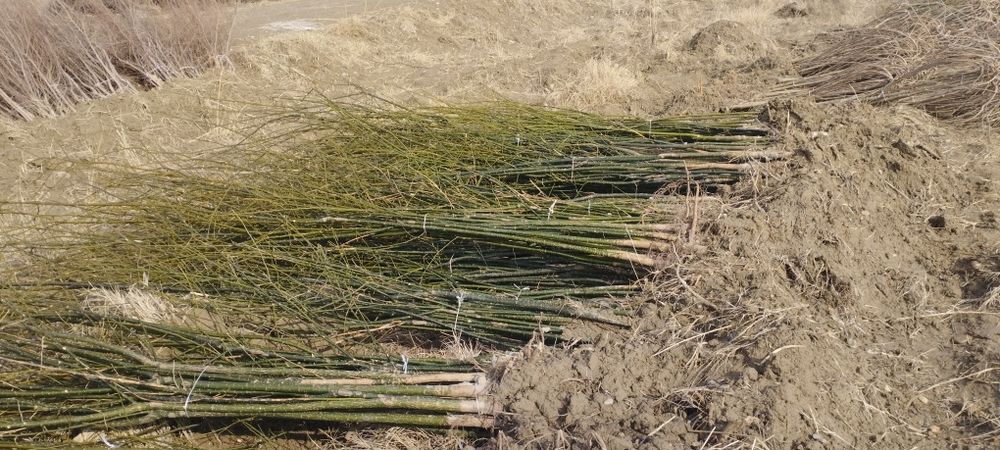 Mevali va manzarali koʻchatlari sotiladi