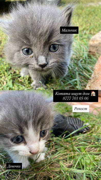 Отдам котят в добрые руки