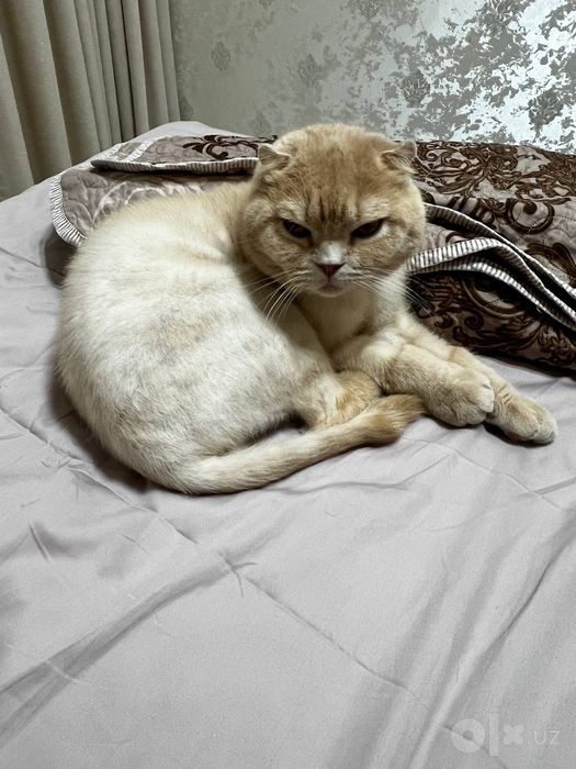 Отдадим кота в дорые хорошие руки