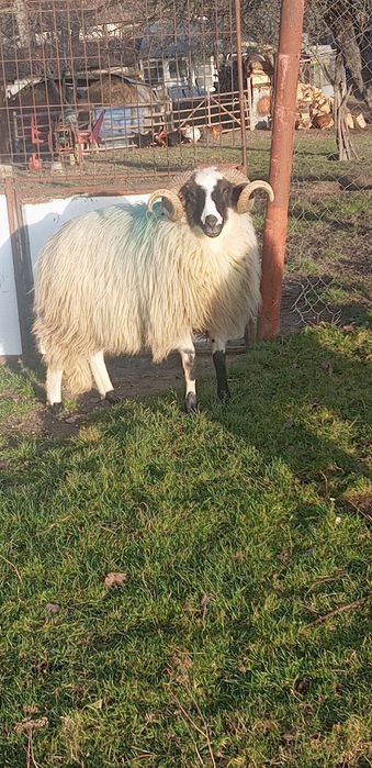 Disponibil berbecii brezi