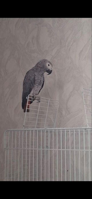 Jako kango 10 oyli Toshkent