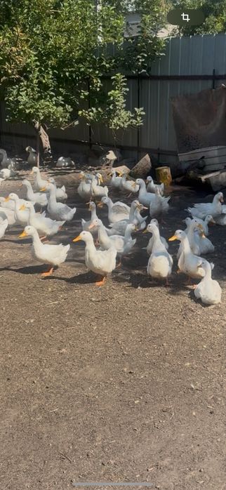 Утята пикинки продам