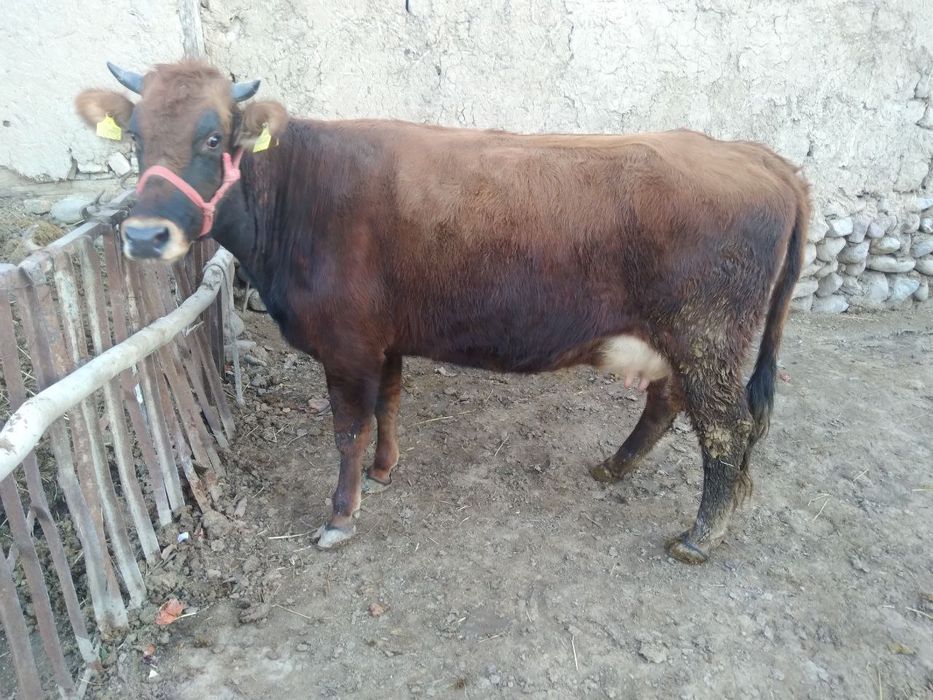 Ona bola sigir sotiladi