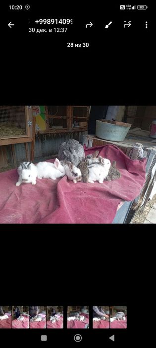 Куёнлар сотилади