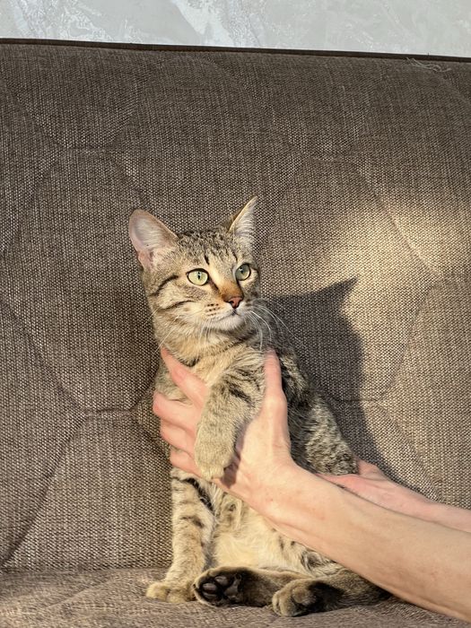 Отдам котенка