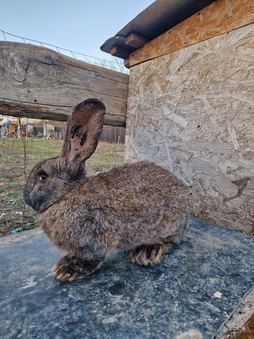 Urias german gri fier