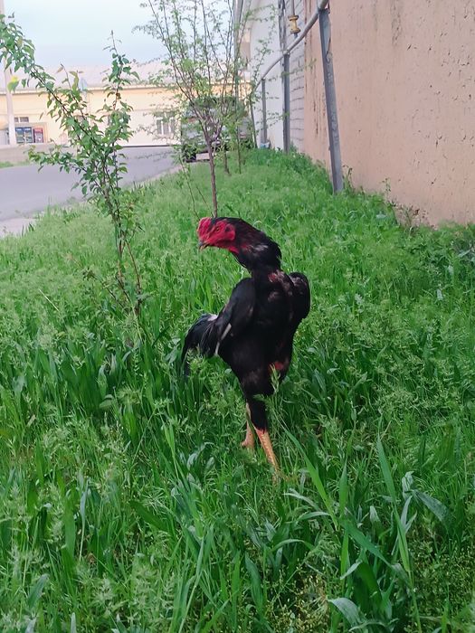 Dakan xoroz sotiladi