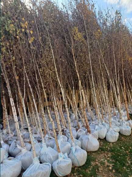Plante Ornamentale Premium pentru Curți și Grădini