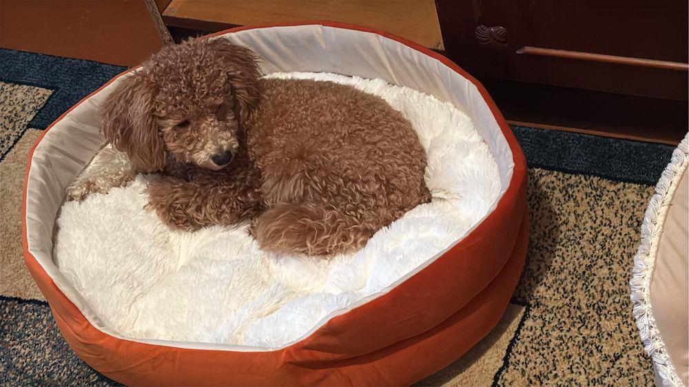 Мальтипу девочка 6 месяцев