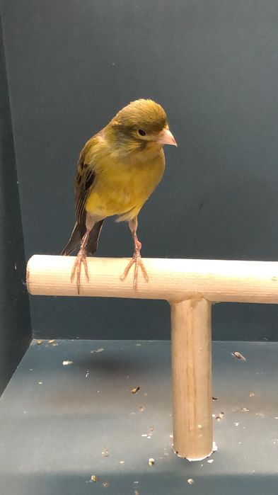 Канарейка (Кенор самец)